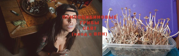 индика Абаза