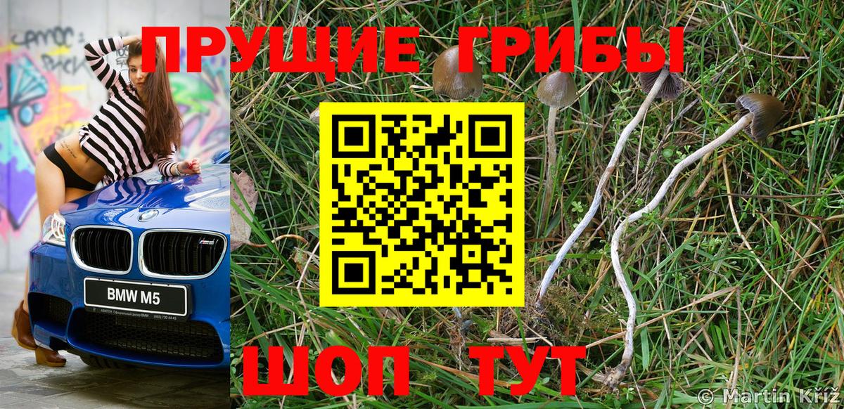 Псилоцибиновые грибы GOLDEN TEACHER Фрязино